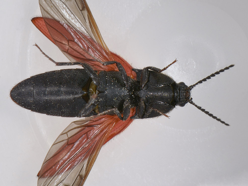 Ampedus sp. (Elateridae)